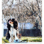 Load image into Gallery viewer, Dog Leash Bundle - Dapper Doggy (4 Pieces) - KME means the very best
